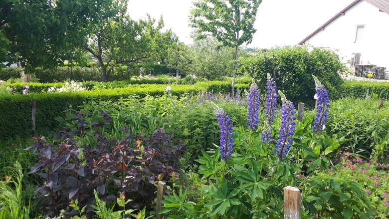 Sonnenkräuterhof Schmidt, © "Natur im Garten"/S. Litschauer Ein üppiger Garten mit verschiedenen Pflanzen und Blumen, darunter hohe lila Blüten. Im Hintergrund sind Bäume und ein Haus zu sehen.