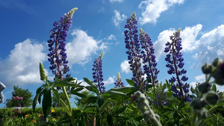 Sonnenkräuterhof Schmidt, © "Natur im Garten"/S. Litschauer Lupinenblüten vor blauem Himmel mit Wolken.