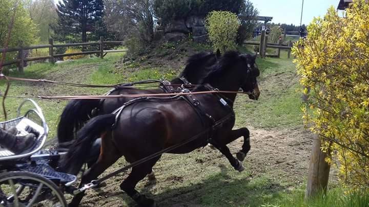 Fahr- und Reitverein Karlstetten, © Gerty Schabas Fahr- und Reitverein Karlstetten, © Gerty Schabas