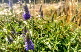 Wildkräutersafari, © W.I.I.TT Wildkräutersafari, © W.I.I.TT