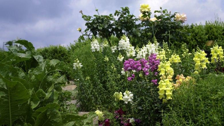 Privatgarten Gertraude Schmidt, © Natur im Garten/Alexander Haiden Privatgarten Gertraude Schmidt, © Natur im Garten/Alexander Haiden