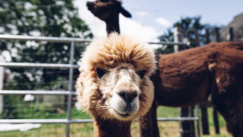 Seehof Alpakas, © Familie Kaufmann Seehof Alpakas, © Familie Kaufmann