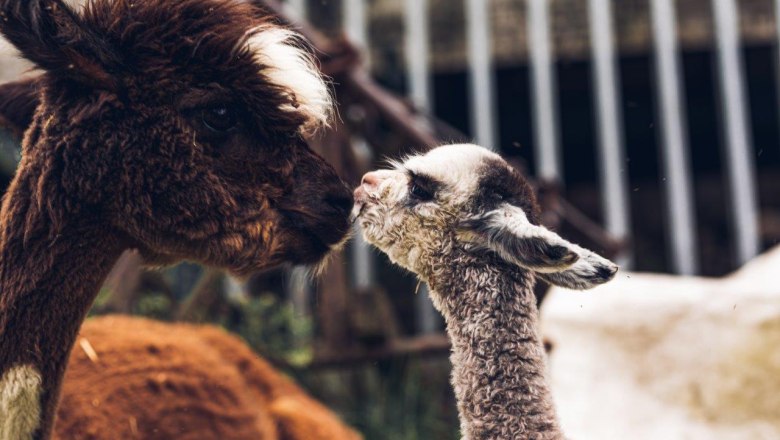 Seehof Alpakas, © Familie Kaufmann Seehof Alpakas, © Familie Kaufmann
