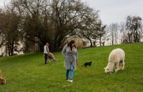 Seehof Alpakas, © Familie Kaufmann Seehof Alpakas, © Familie Kaufmann