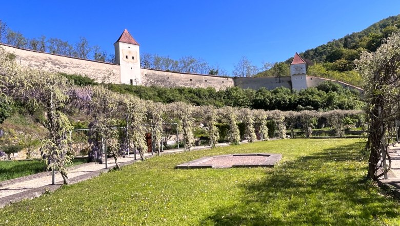 Garten der Kartause Aggsbach mit blühendem Blauregen und historischen Mauern im Hintergrund.