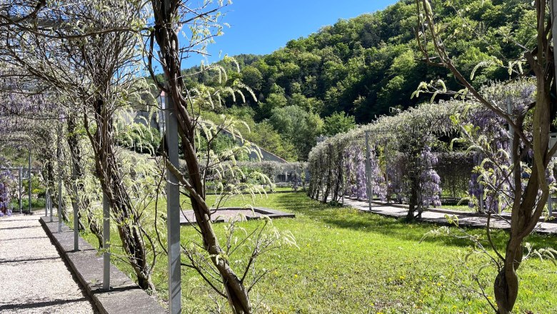 Garten mit Blauregen und Pergola in der Kartause Aggsbach.