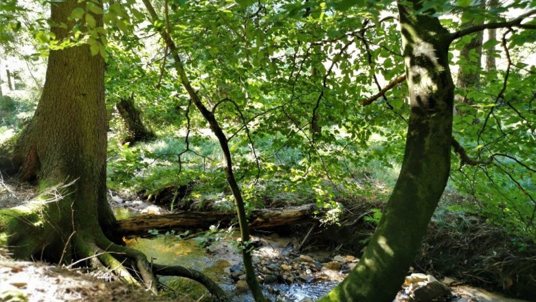 Waldluftbaden, &copy; W.I.I.TT