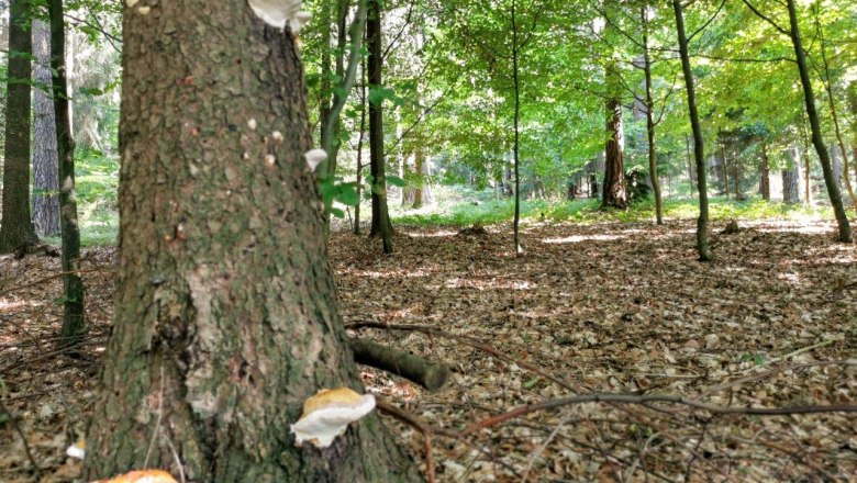 Waldluftbaden, &copy; W.I.I.TT