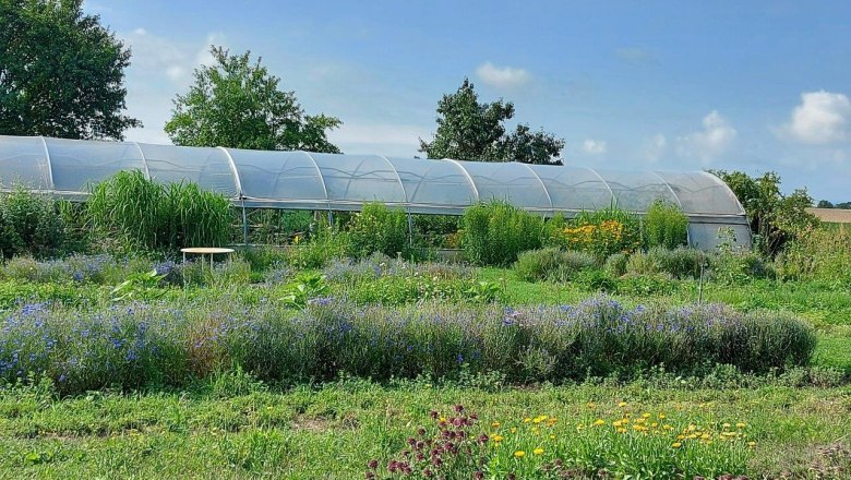 Ein blühender Kräutergarten mit einem Gewächshaus im Hintergrund unter blauem Himmel.
