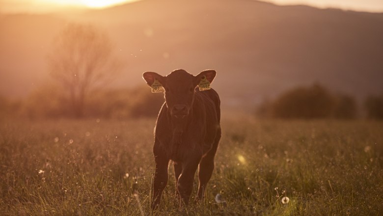 Ein Kalb steht auf einer Wiese im Sonnenuntergang.