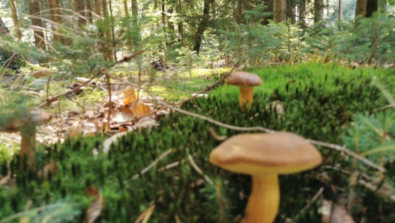 Waldluftbaden, &copy; W.I.I.TT