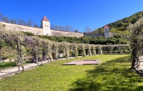 Garten der Kartause Aggsbach mit blühendem Blauregen und historischen Mauern im Hintergrund.