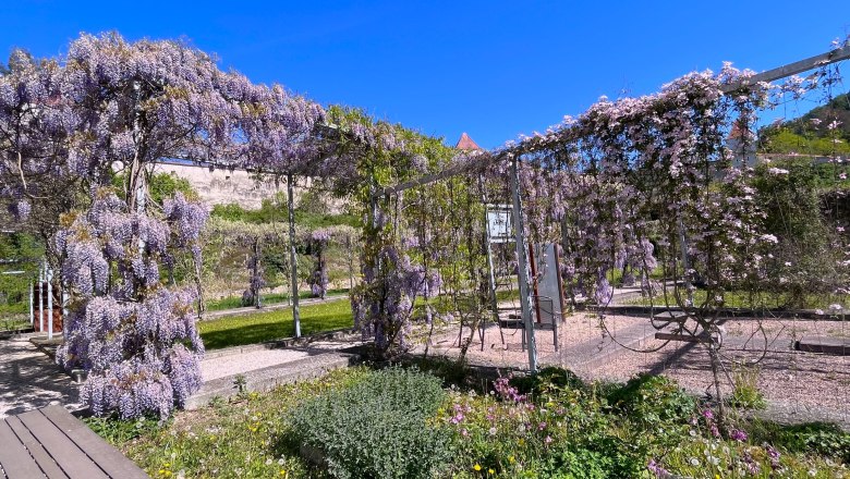 Blauregen blüht in einem Garten mit blauen Himmel.