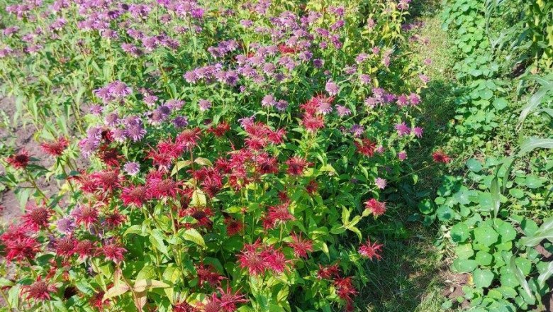 Ein Feld mit bunten Blüten in Rot und Lila, umgeben von grünem Laub.