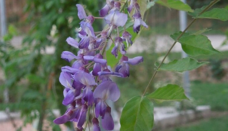 Nahaufnahme von lila Blauregenblüten an einem Zweig mit grünen Blättern.