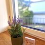 Ein Lavendeltopf und ein Schild mit einem Spruch stehen auf einer Fensterbank aus Holz.