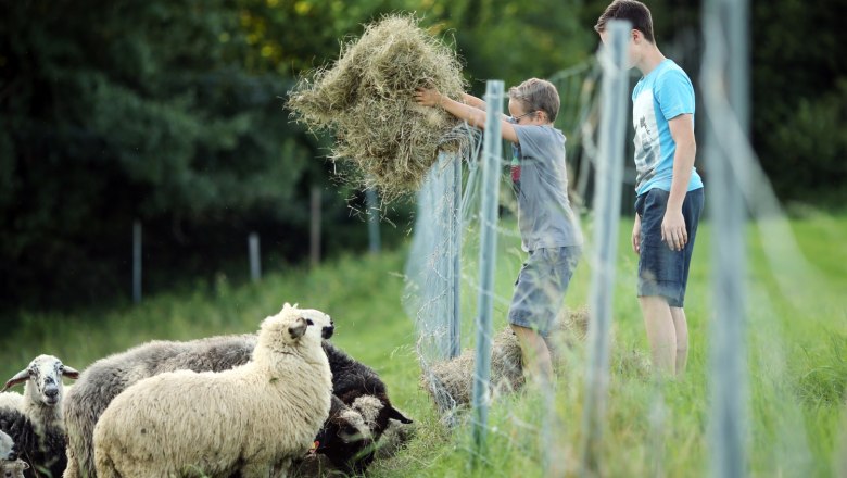 Kinder beim Schafe Füttern, © Weinfranz