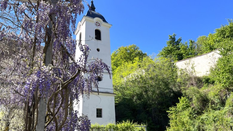 Turm der Kartause Aggsbach mit blühendem Blauregen im Vordergrund.