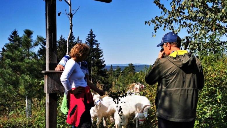 Naturerlebnis mit Kaschmirziegen, &copy; W.I.I.TT